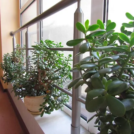 Flora Hotel